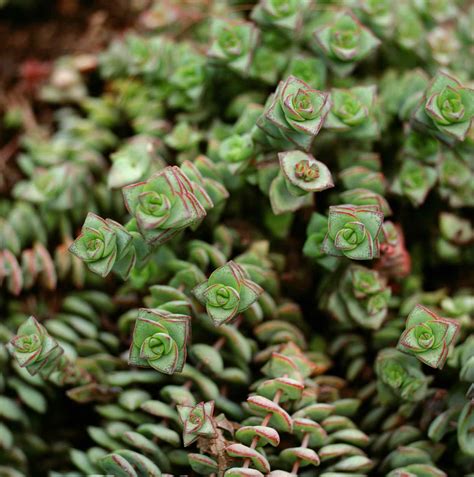 Common succulents. Things To Know About Common succulents. 